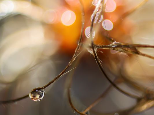 Waldrebe mit Tropfen