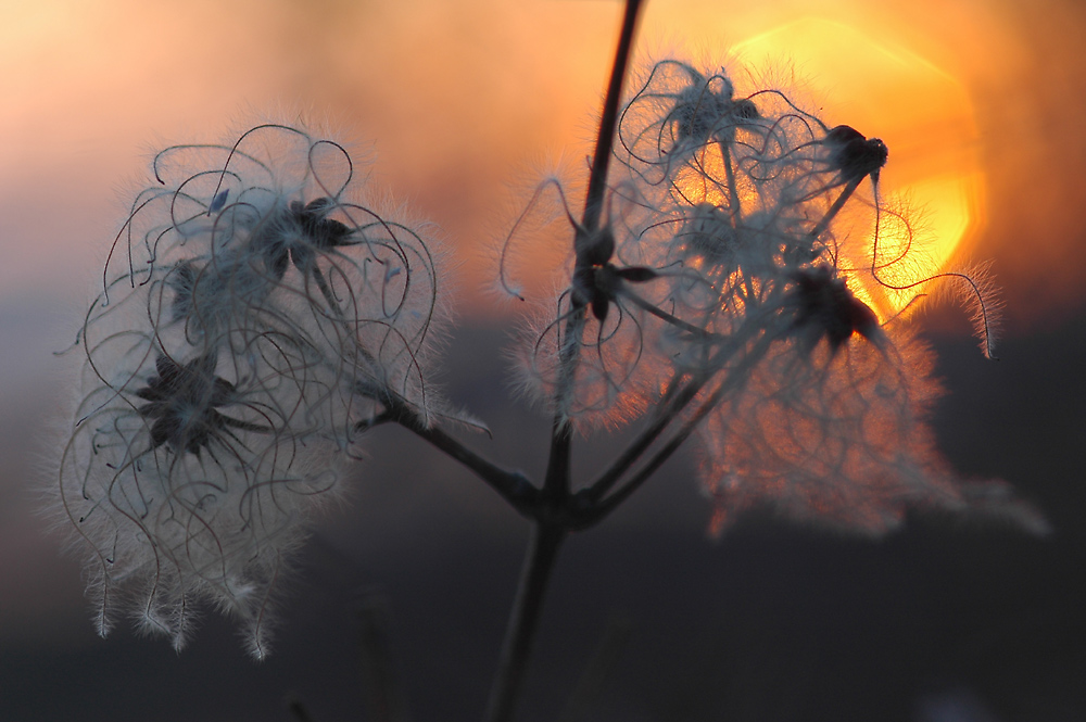 Waldrebe zum Xten…