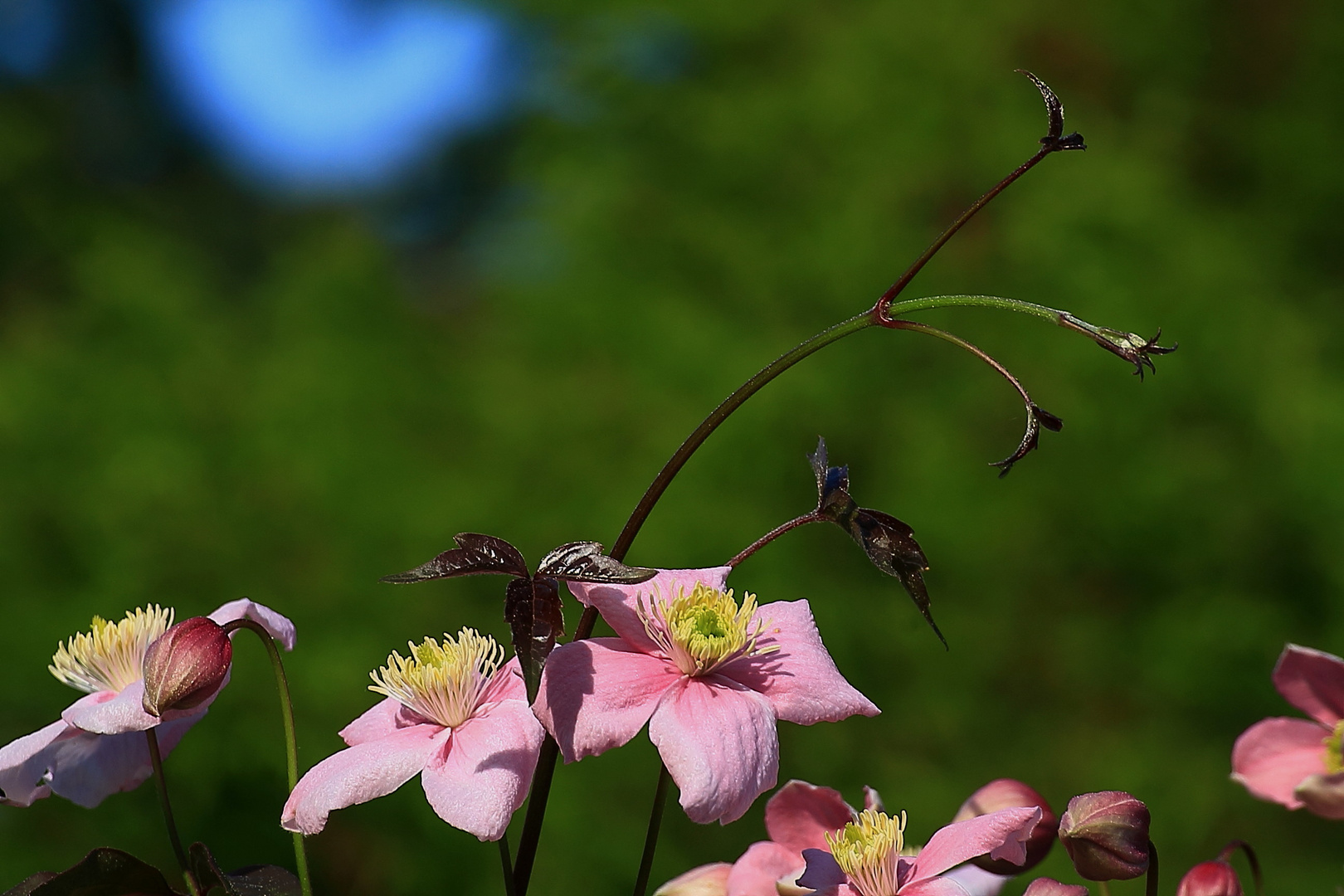 Waldrebeblüten