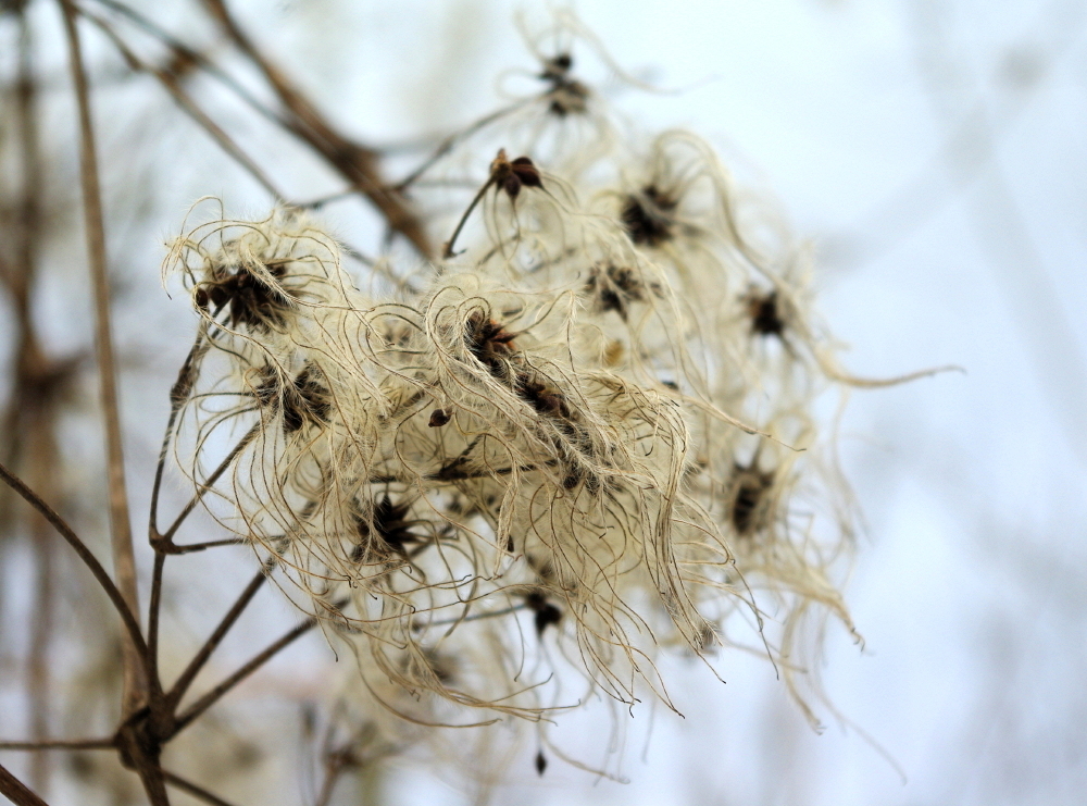 Waldreben (Clematis) im Winter