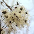 Waldreben (Clematis) im Winter