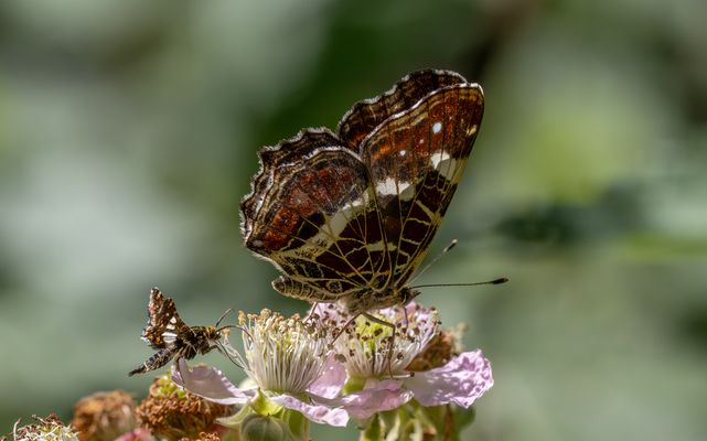 Waldreben-Fensterfleckchen und Landkärtchen ...