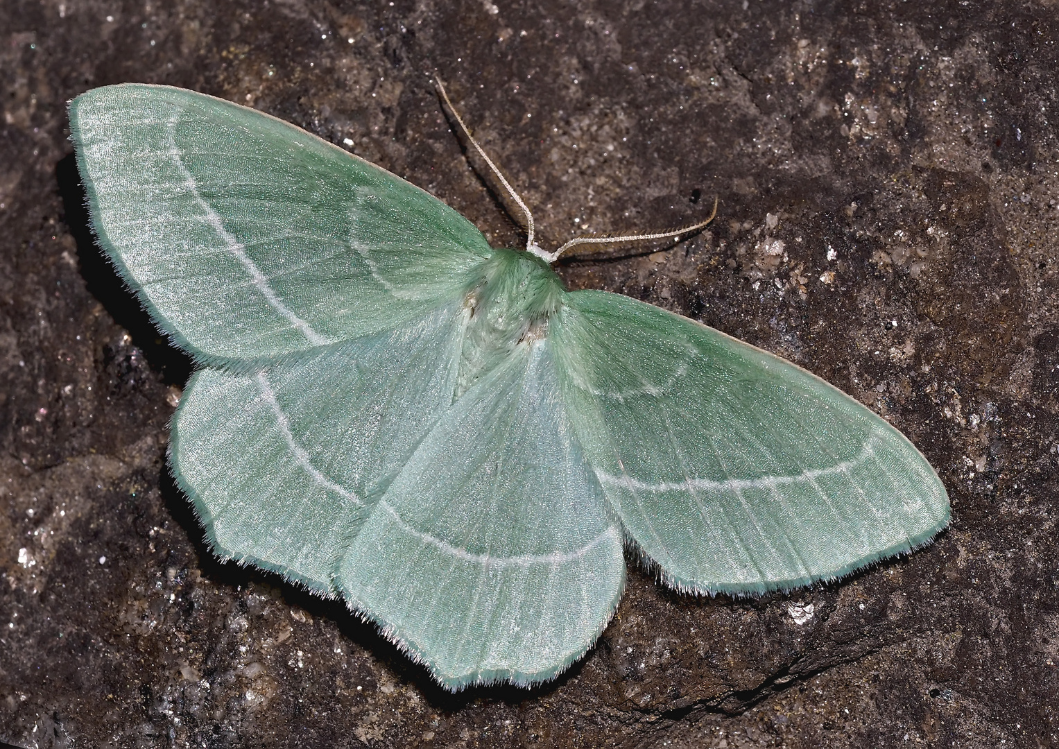 Waldreben-Grünspanner (Hemistola chrysoprasaria) *