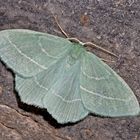 Waldreben-Grünspanner (Hemistola chrysoprasaria) - La phalène printanière.