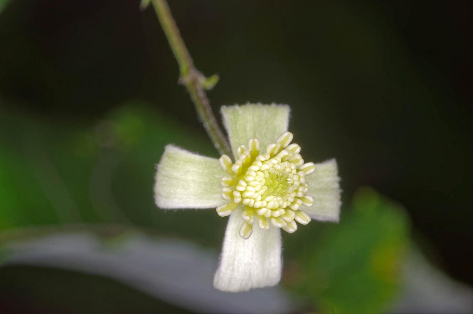 Waldrebenblüte, halbgeöffnet