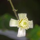 Waldrebenblüte, halbgeöffnet