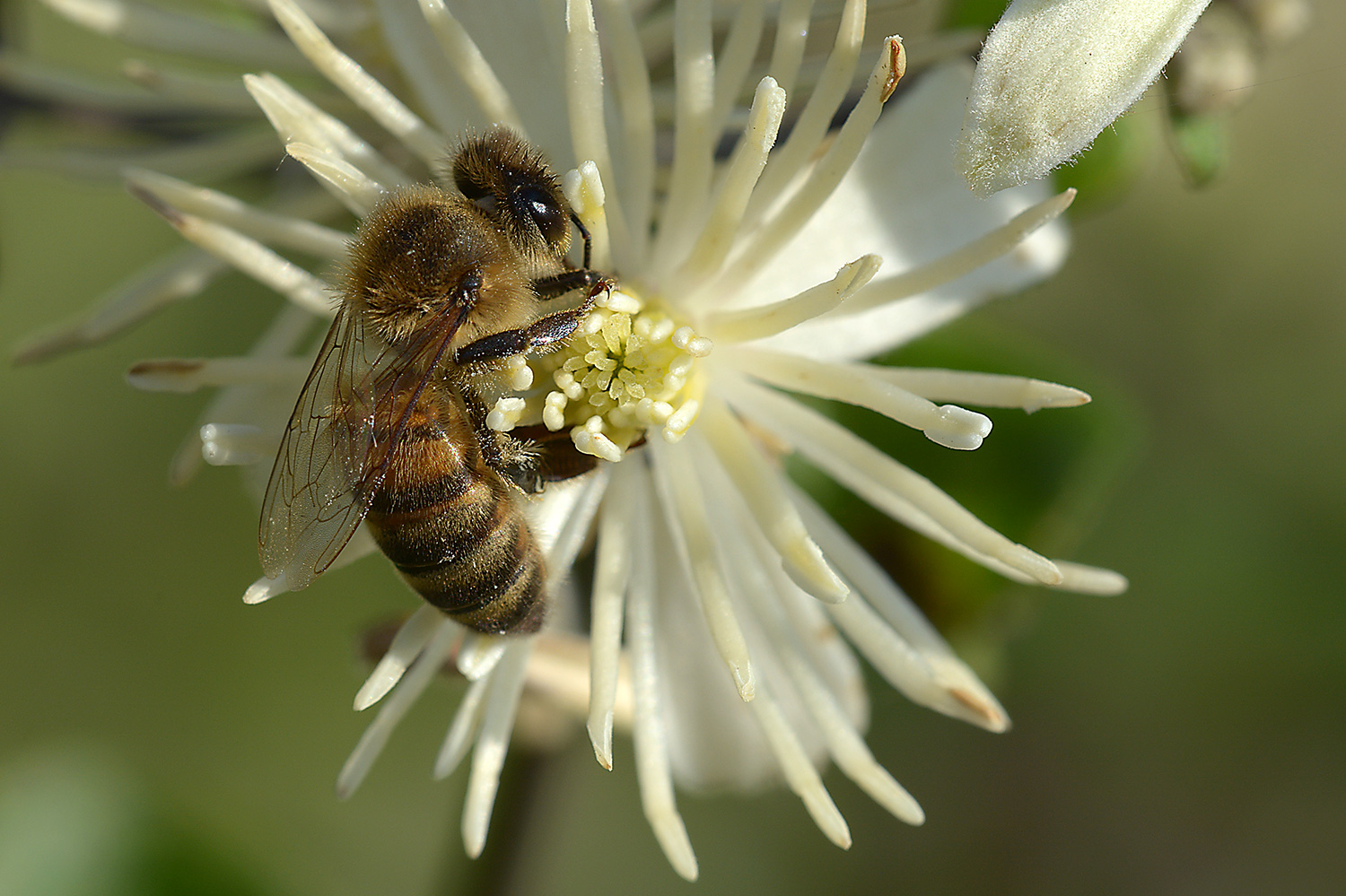 Waldrebenblüte mit Gast