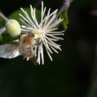 Waldrebenblüte mit Gast