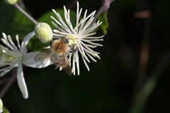 Waldrebenblüte mit Gast