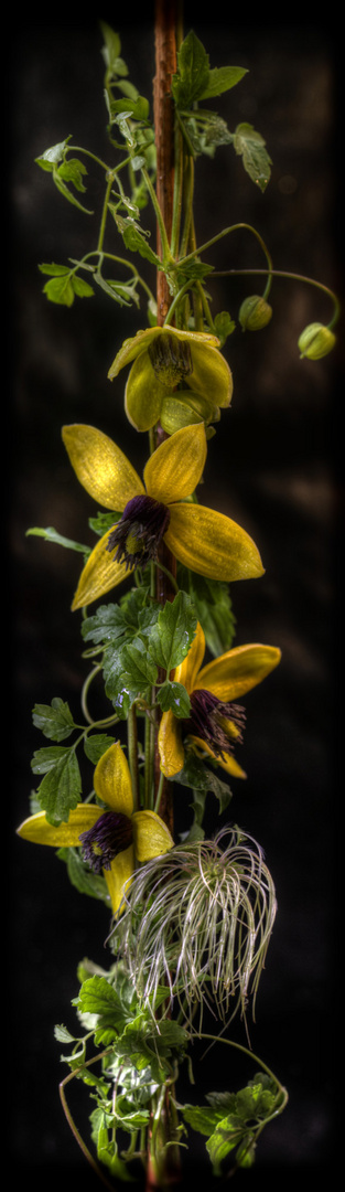 Waldreebe (Clematis)