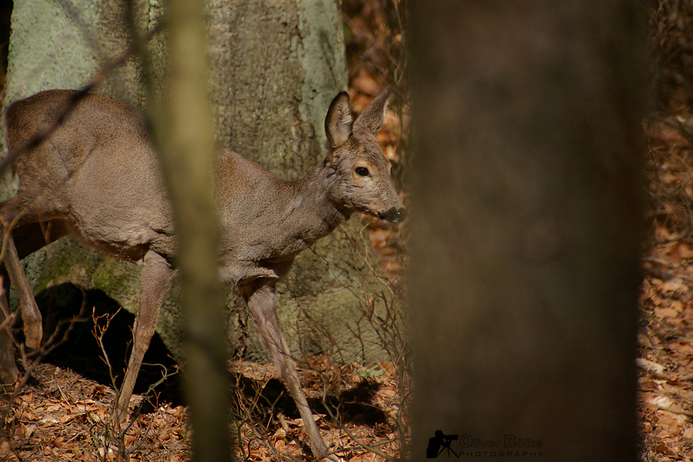 Waldricke