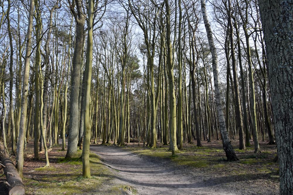 Waldromantik bei Wilhelmshöhe