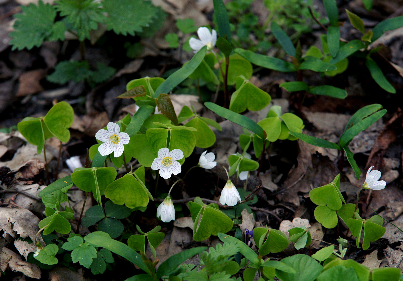 Waldsauerklee.