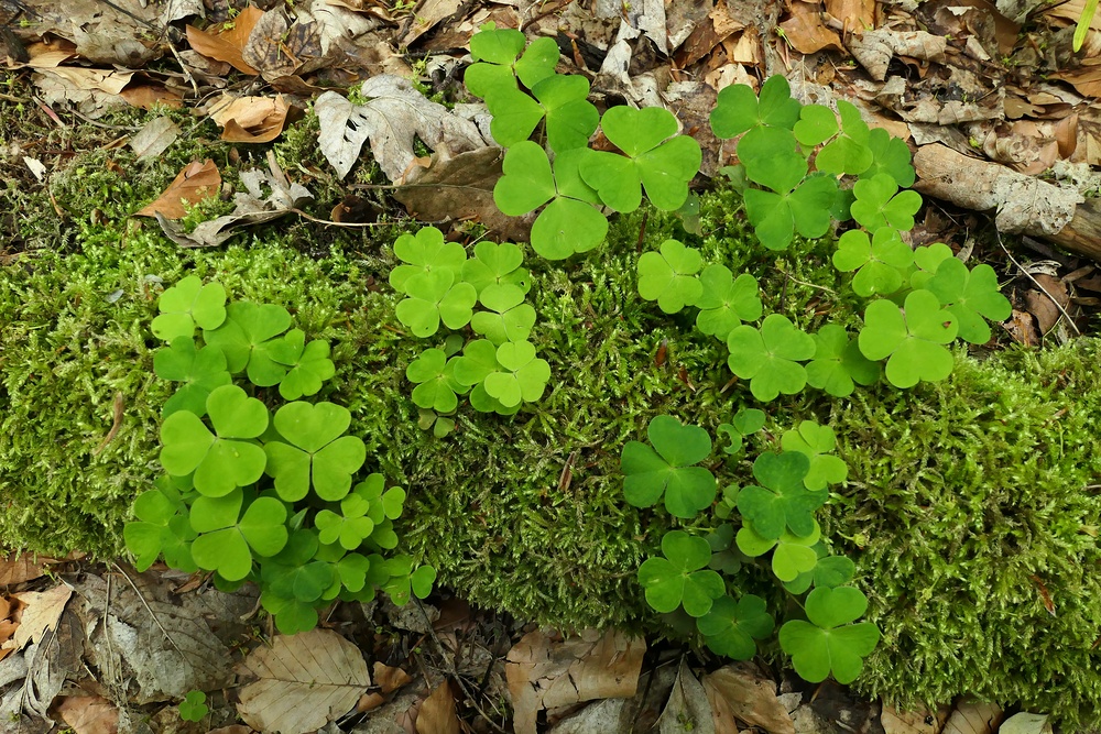 Waldsauerklee: Für mich ein Glücksklee