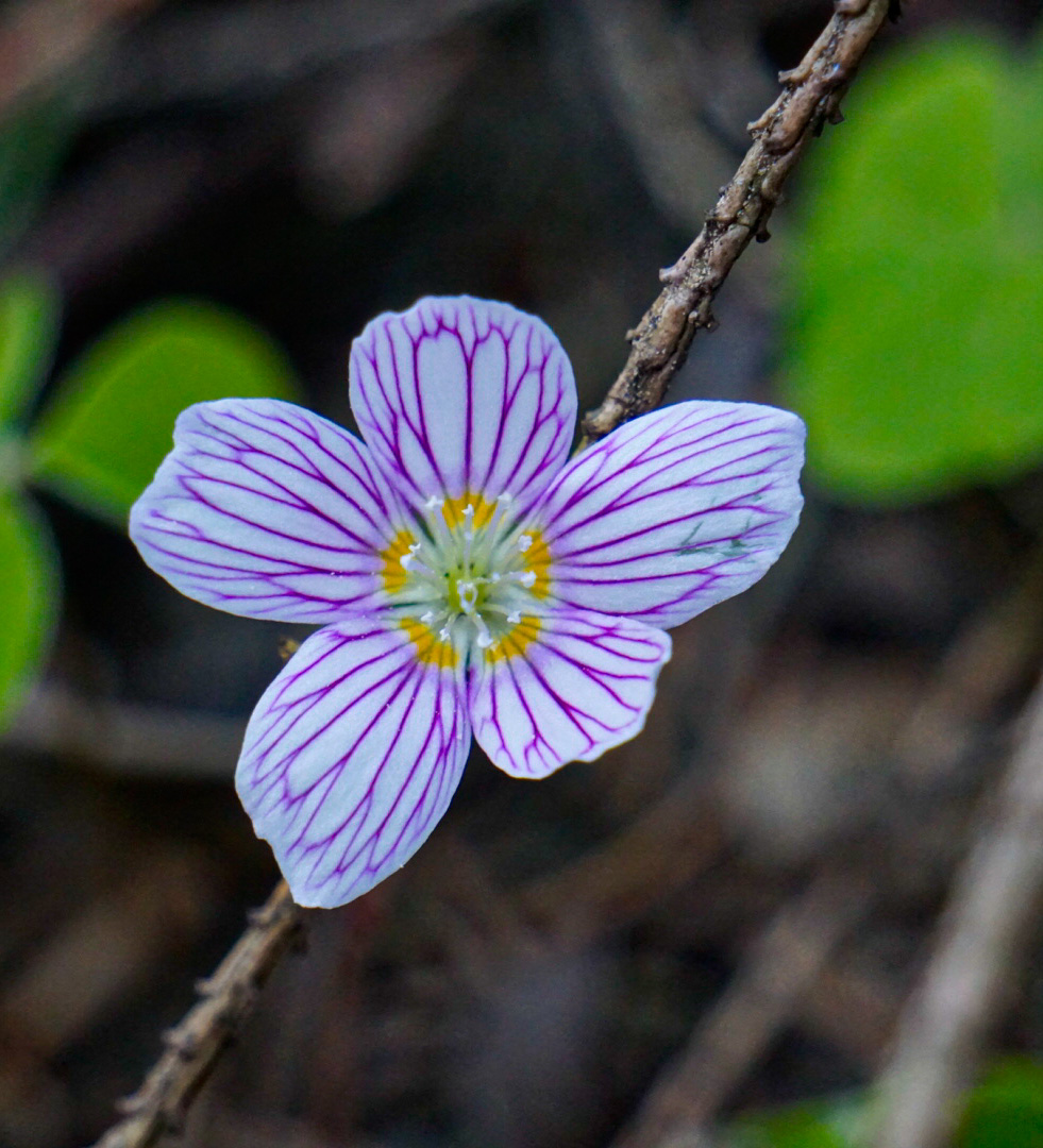 Waldsauerklee (Oxalis acetosella)