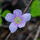 Waldsauerklee (Oxalis acetosella)