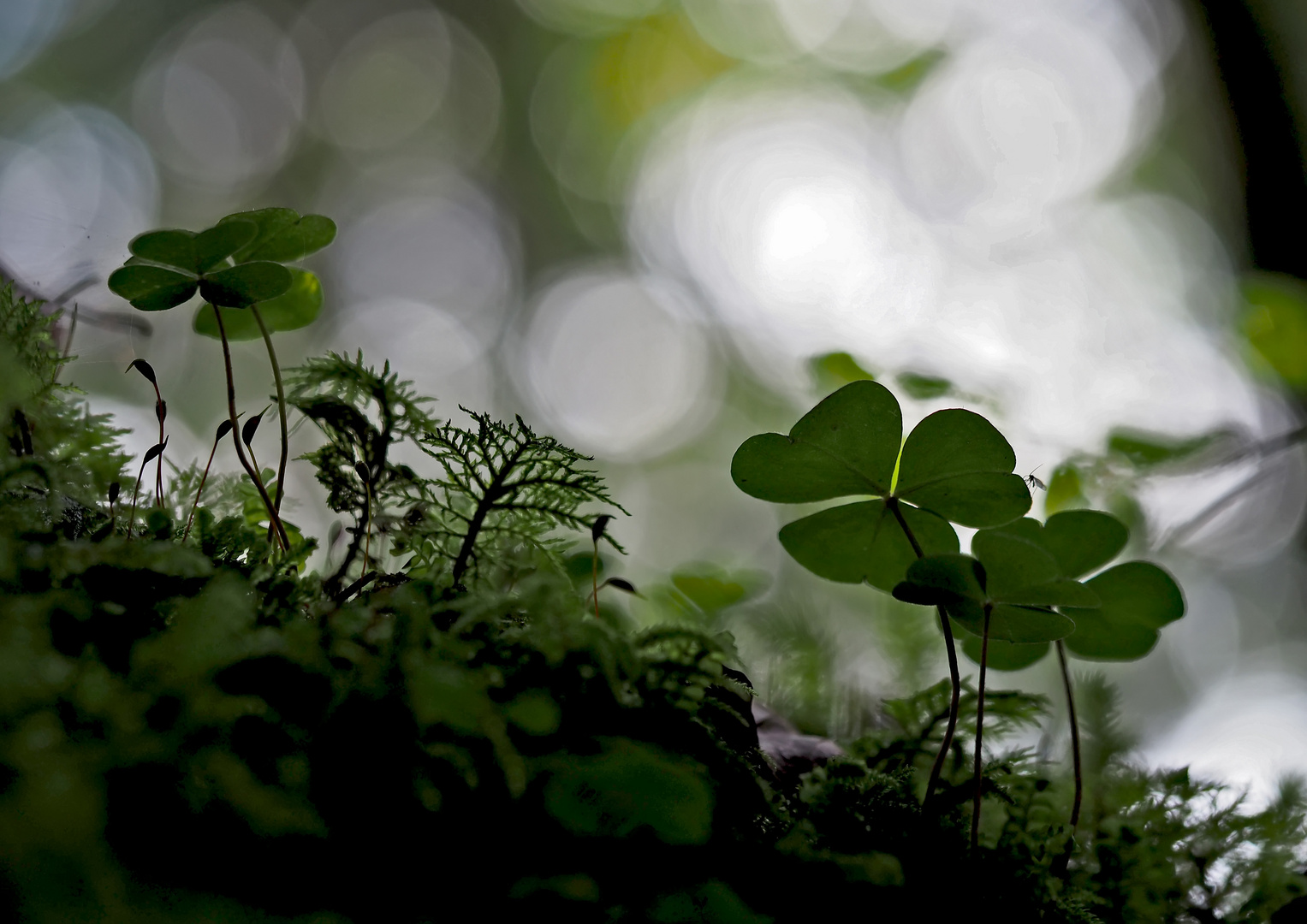 Waldsauerklee (Oxalis acetosella) - L'Oseille des bois...