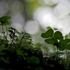 Waldsauerklee (Oxalis acetosella) - L'Oseille des bois...