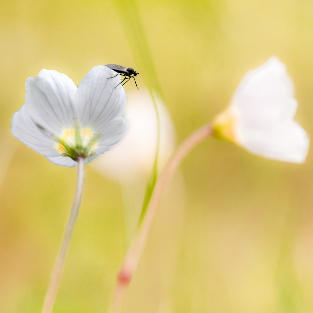 Waldsauerklee und Fliege