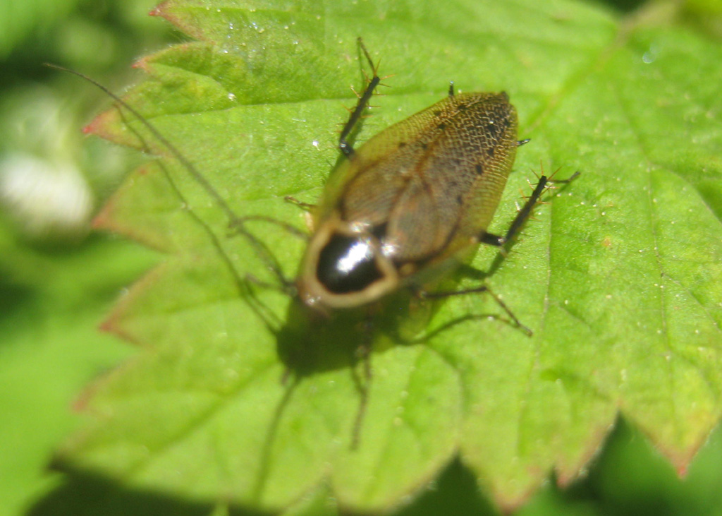 Waldschabe 