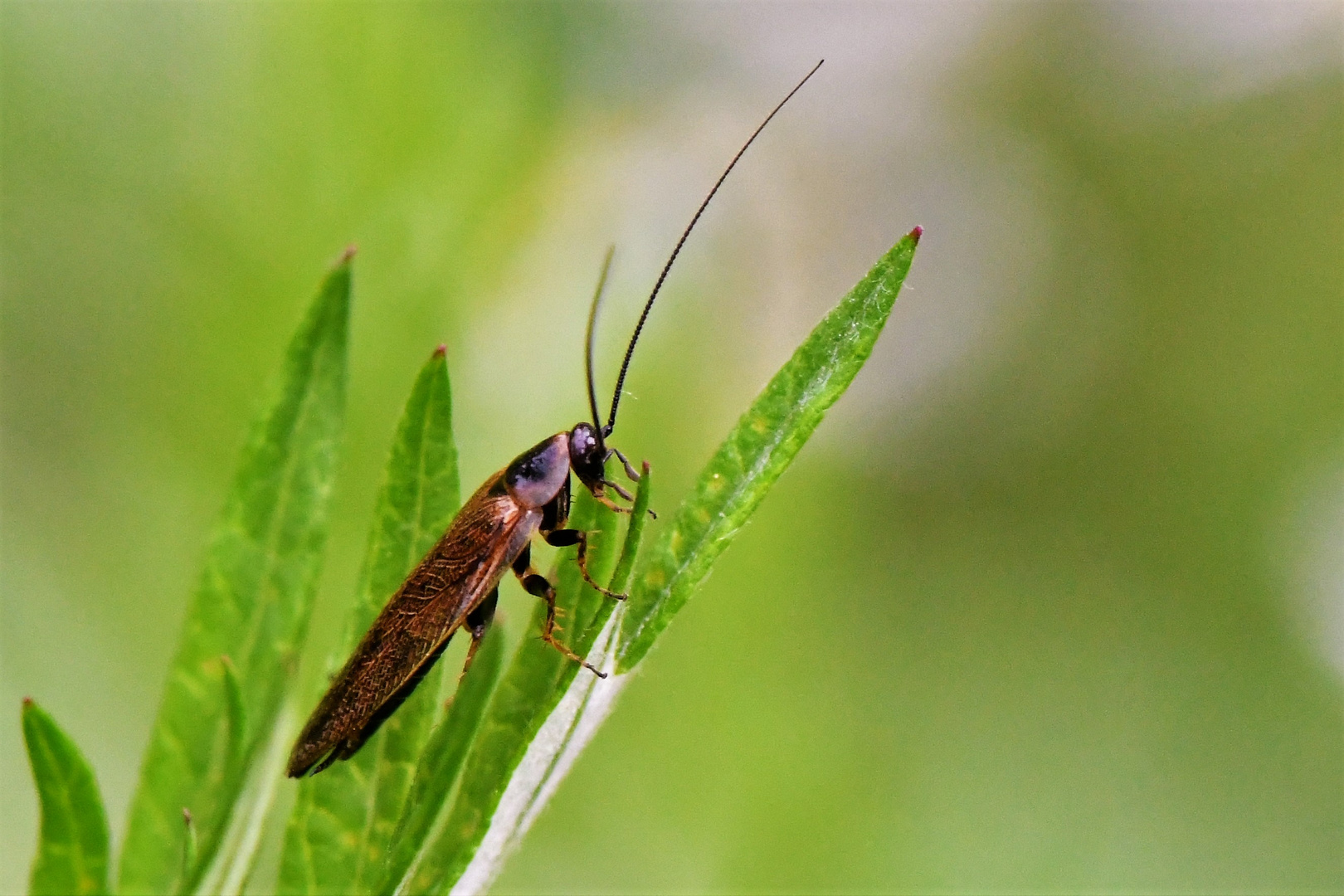 Waldschabe (Ectobiinae)