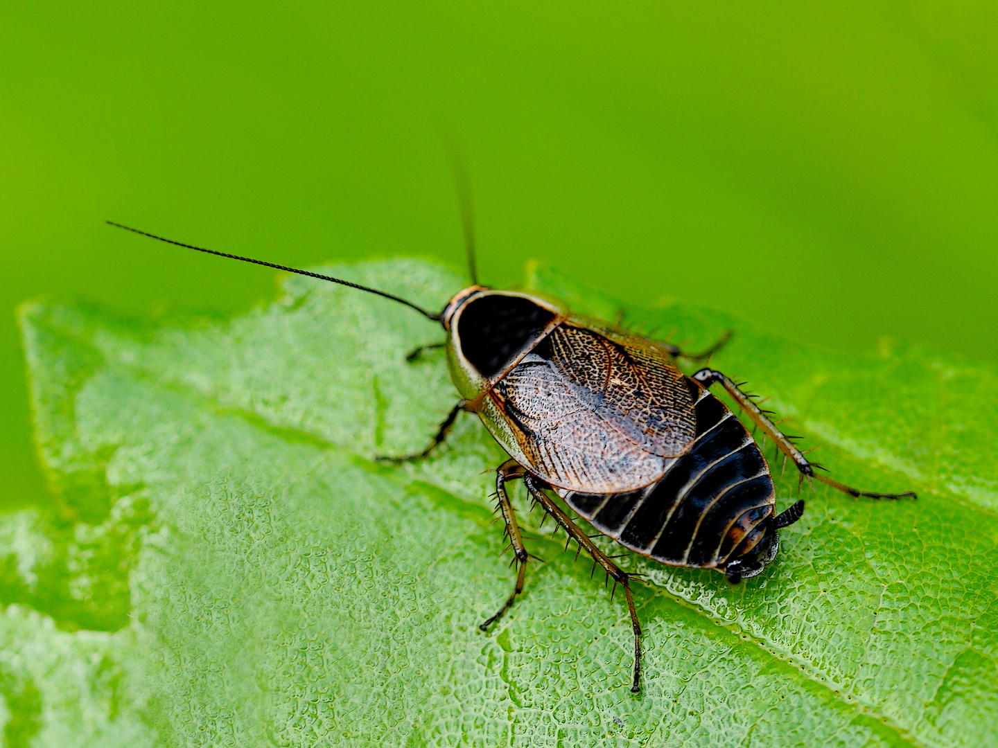 Waldschabe (Ectobius sylvestris), ein Weibchen
