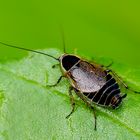 Waldschabe (Ectobius sylvestris), ein Weibchen