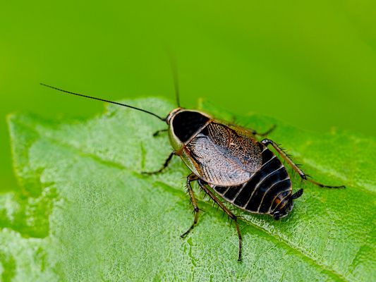 Waldschabe (Ectobius sylvestris), ein Weibchen