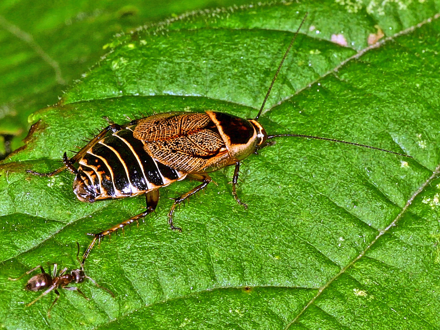 Waldschabe (Ectobius sylvestris - Poda 1761) .....