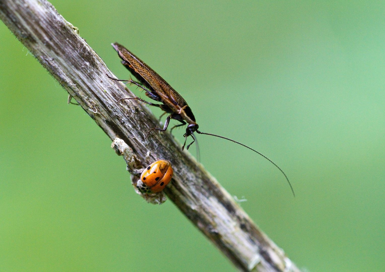 Waldschabe