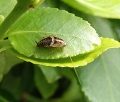 Waldschabe (Planucus tingitanus)