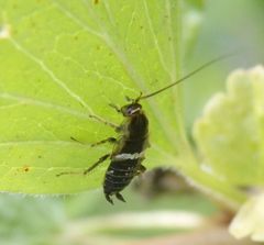 Waldschabe (Planucus tingitanus)