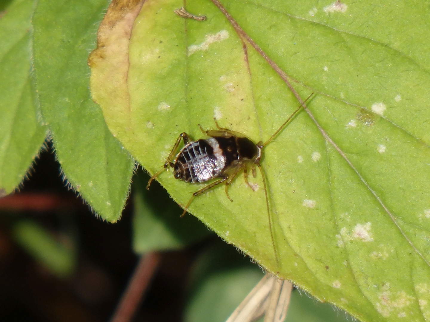 Waldschabe (Planucus tingitanus) in der Hecke