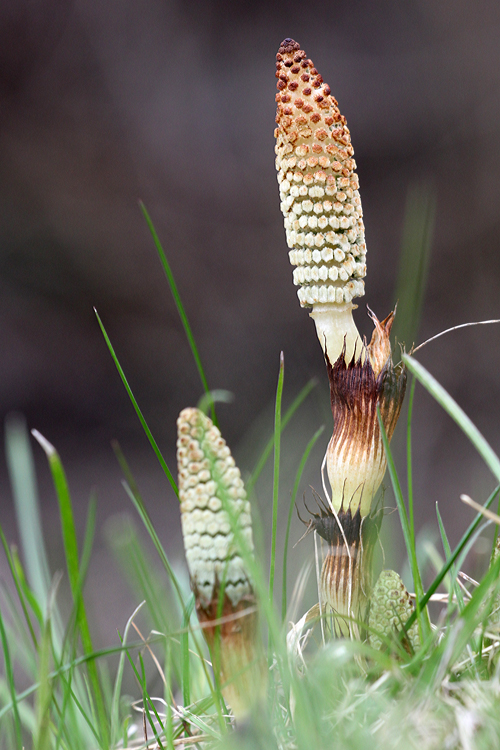 Waldschachtelhalm (Equisetum sylvaticum)