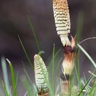 Waldschachtelhalm (Equisetum sylvaticum)