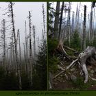 Waldschaden im Tatra