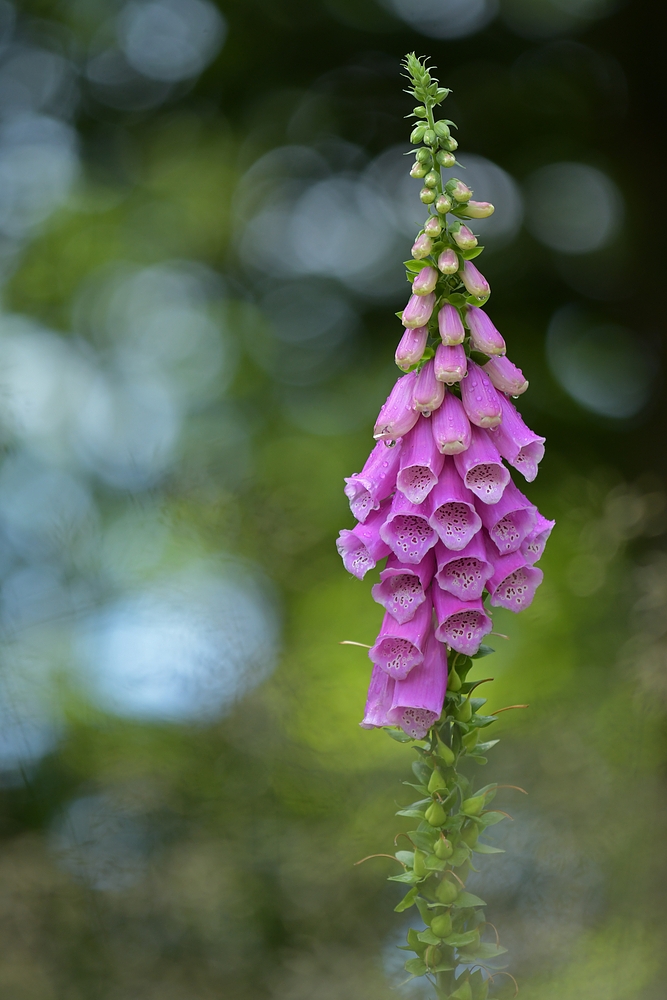 Waldschäden: Gut für Fingerhüte 02