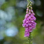 Waldschäden: Gut für Fingerhüte 02