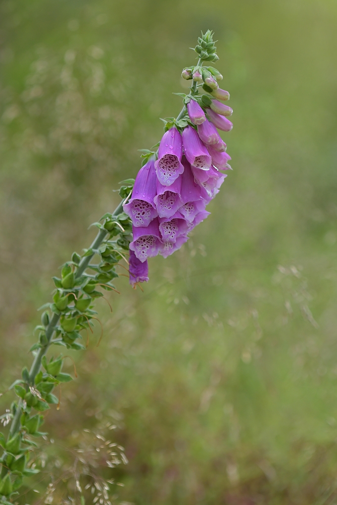 Waldschäden: Gut für Fingerhüte 03