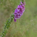 Waldschäden: Gut für Fingerhüte 03