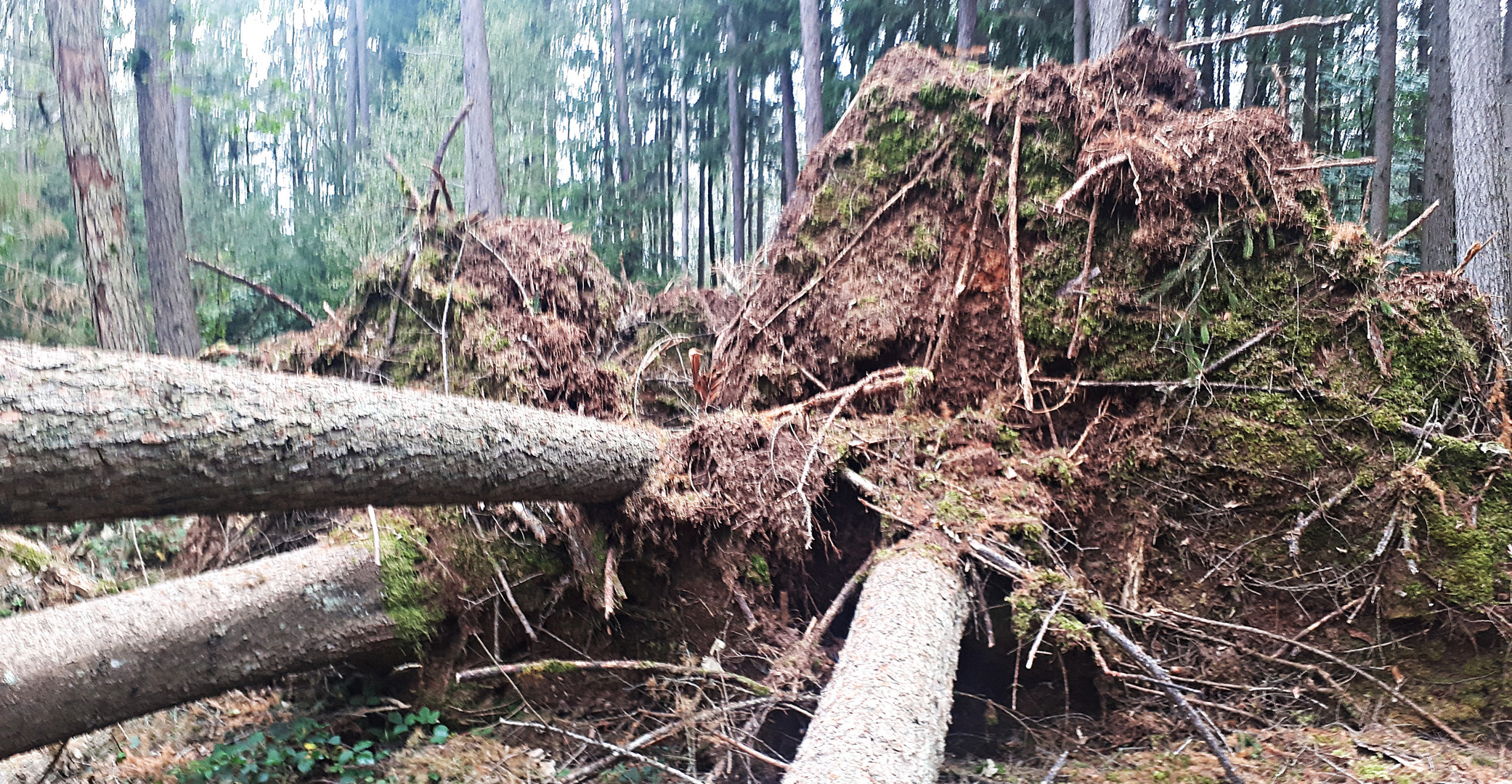 Waldschäden nach einem Tornado