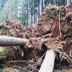 Waldschäden nach einem Tornado