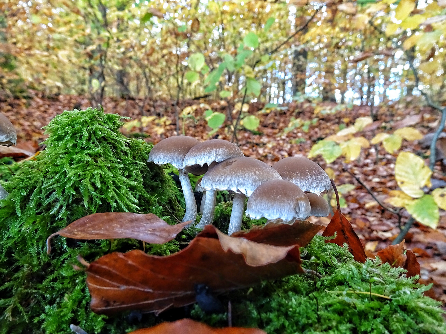 Waldschätze