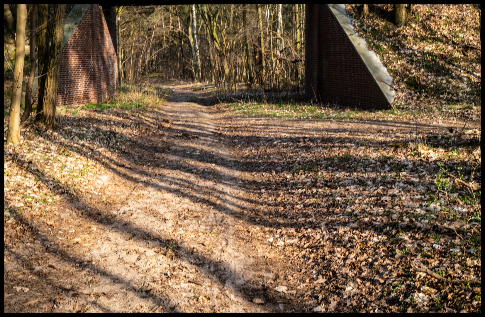 Waldschatten