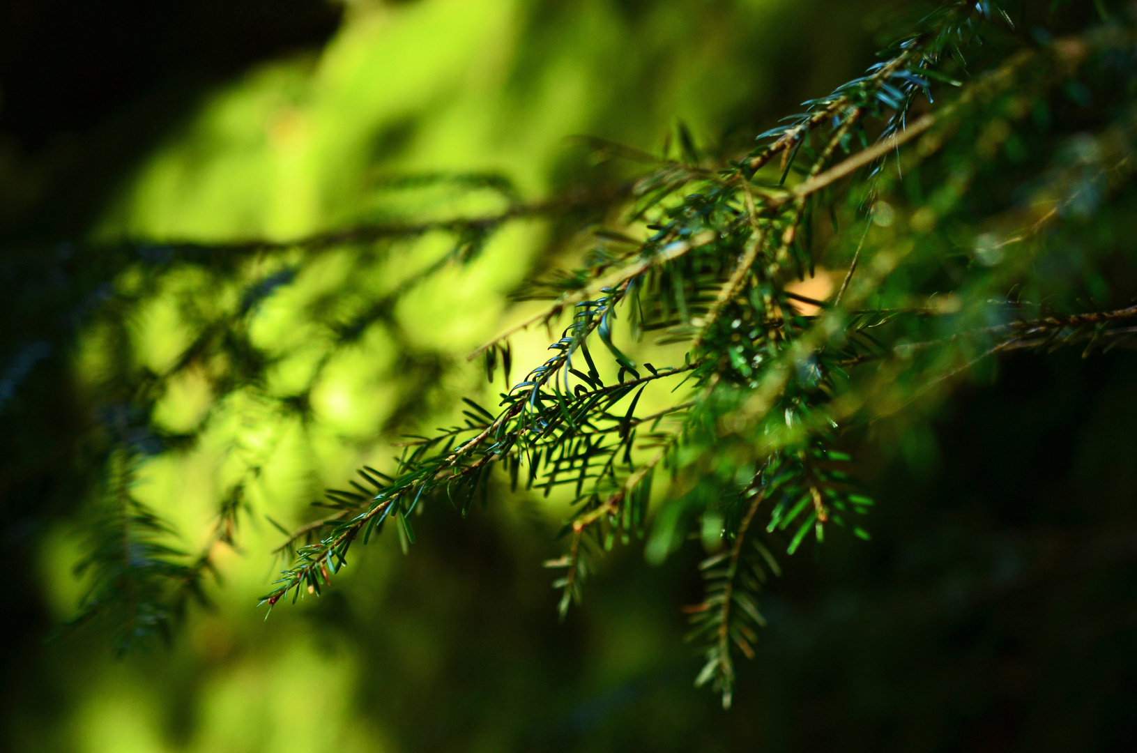 waldschatten