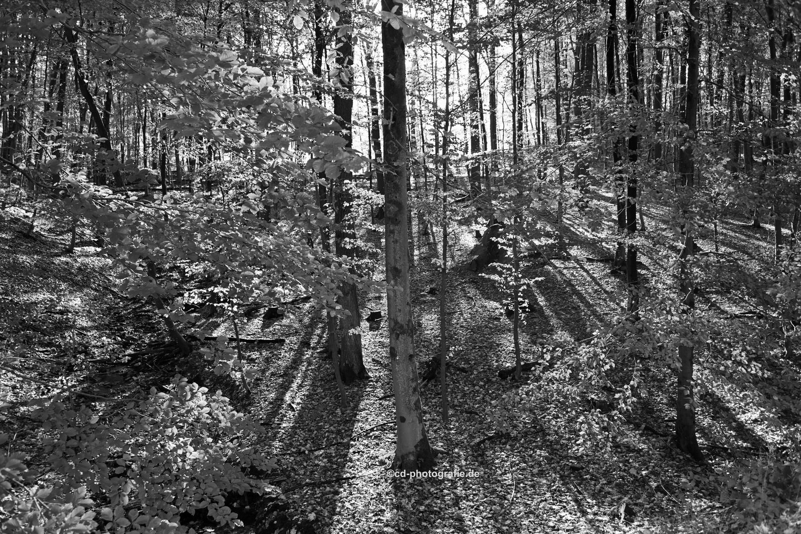 Waldschatten im Schattenwald