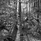 Waldschatten im Schattenwald