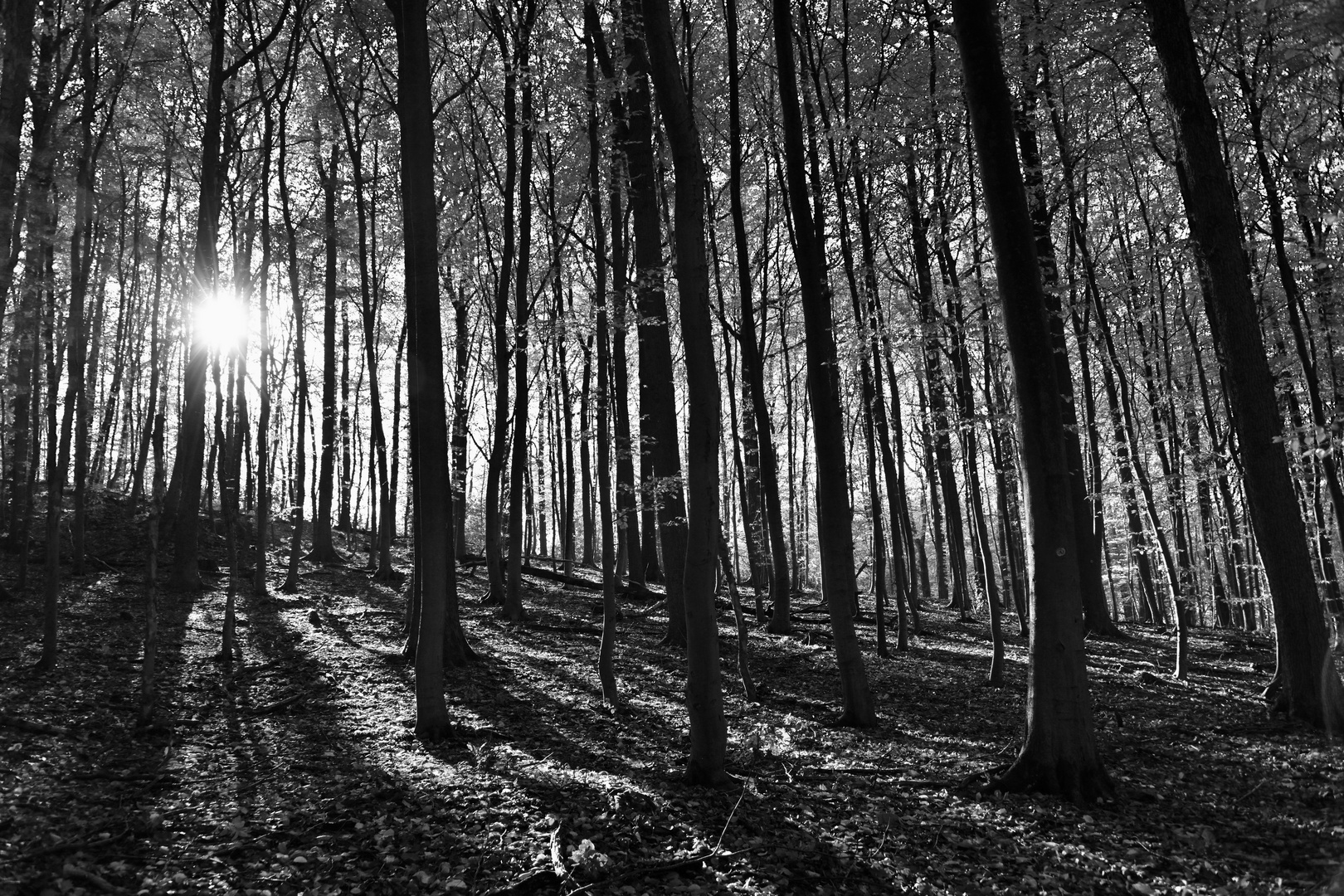 Waldschatten in Schwarz-Weiß