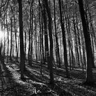Waldschatten in Schwarz-Weiß