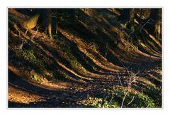 Waldschatten1